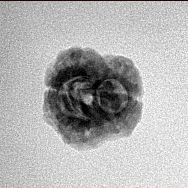 2 Mukhi Rudraksha 22.7mm 1.56gm - Inverse xray