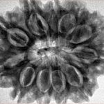 11 Mukhi Rudraksha 31.3mm 7gm - Inverse xray