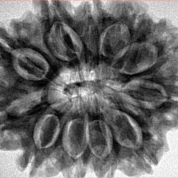 11 Mukhi Rudraksha 31.3mm 7gm - Inverse xray