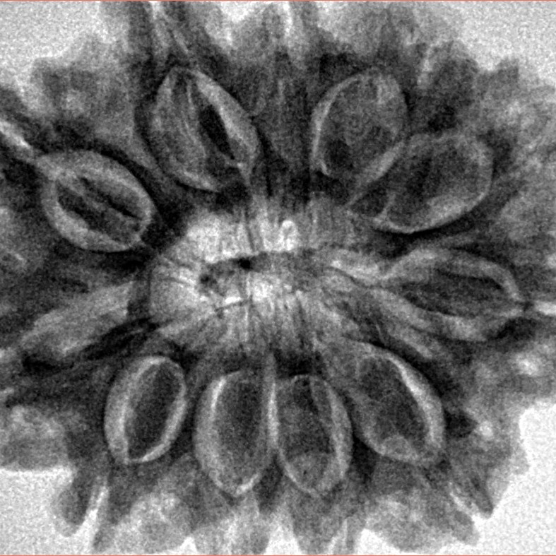 11 Mukhi Rudraksha 31.3mm 7gm - Inverse xray