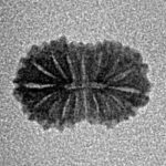 17 Mukhi Rudraksha 12.6mm 0.4gm - Inverse xray