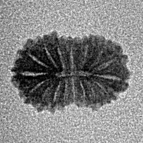 17 Mukhi Rudraksha 12.6mm 0.4gm - Inverse xray