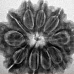 10 Mukhi Rudraksha 26.9mm 5.43gm - Inverse xray