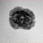 2 Mukhi Rudraksha 21.5mm 2gm - Inverse xray