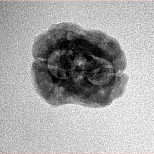 2 Mukhi Rudraksha 21.5mm 2gm - Inverse xray