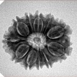 11 Mukhi Rudraksha 23.3mm 3.17gm - Inverse xray