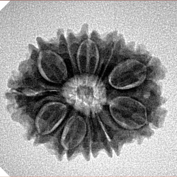 11 Mukhi Rudraksha 23.3mm 3.17gm - Inverse xray