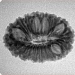 19 Mukhi Rudraksha 24.6mm 2.5gm - Inverse xray