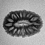 17 Mukhi Rudraksha 16.7mm 0.86gm - Inverse xray