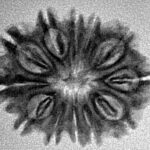 12 Mukhi Rudraksha 24.4mm 2.78gm - Inverse xray