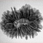 12 Mukhi Rudraksha 25.9mm 4.55gm - Inverse xray