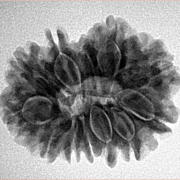 12 Mukhi Rudraksha 25.9mm 4.55gm - Inverse xray