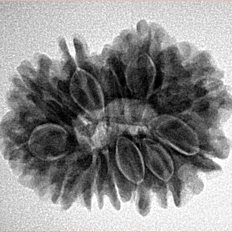 12 Mukhi Rudraksha 25.9mm 4.55gm - Inverse xray