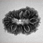 16 Mukhi Rudraksha 23.1mm 2.8gm - Inverse xray