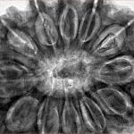 12 Mukhi Rudraksha 36.2mm 10.51gm - Inverse xray