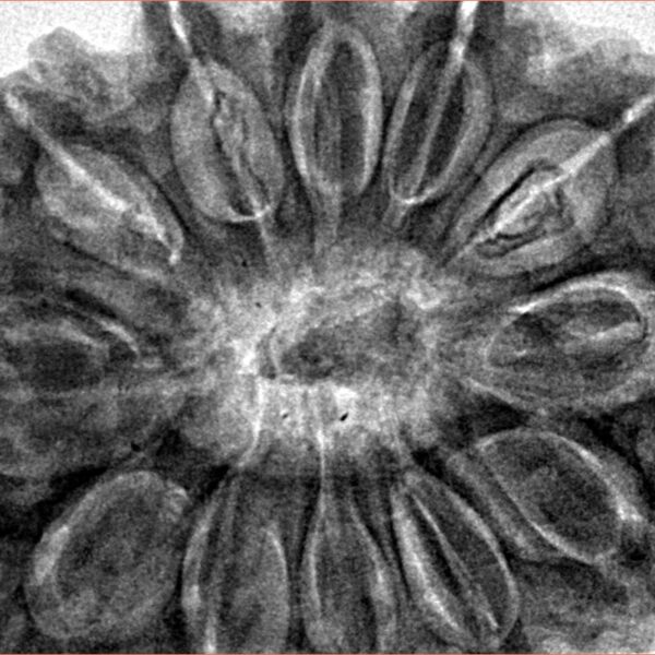 12 Mukhi Rudraksha 36.2mm 10.51gm - Inverse xray