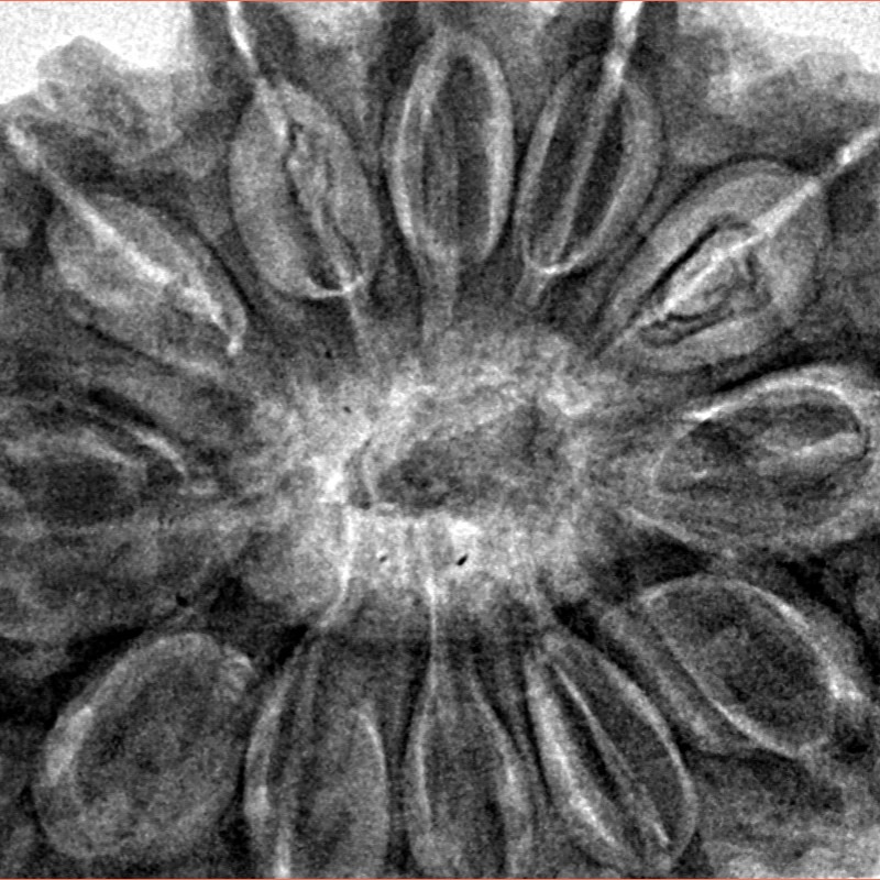 12 Mukhi Rudraksha 36.2mm 10.51gm - Inverse xray