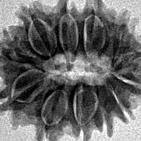 12 Mukhi Rudraksha 21.4mm 2.7gm - Inverse xray