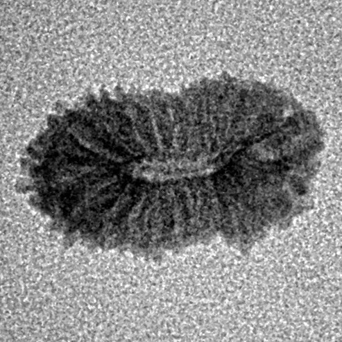 21 Mukhi Rudraksha 14.8mm 0.42gm - Inverse xray