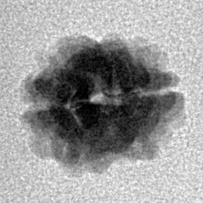 2 Mukhi Rudraksha 14.1mm 0.68gm - Inverse xray