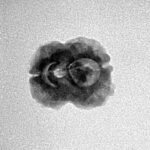 2 Mukhi Rudraksha 19.9mm 1.33gm - Inverse xray