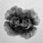 2 Mukhi Rudraksha 21.5mm 1.43gm - Inverse xray