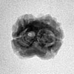 2 Mukhi Rudraksha 19.6mm 1.4gm - Inverse xray