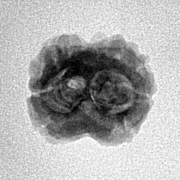 2 Mukhi Rudraksha 19.6mm 1.4gm - Inverse xray