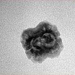 2 Mukhi Rudraksha 21.2mm 1.58gm - Inverse xray