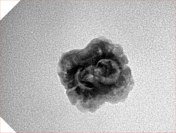 2 Mukhi Rudraksha 21.2mm 1.58gm - Inverse xray