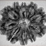 10 Mukhi Rudraksha 28.2mm 4.18gm - Inverse xray