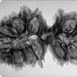 19 Mukhi Gaurishankar 34.2mm 4.12gm - Inverse xray