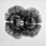 2 Mukhi Rudraksha 22.6mm 1.9gm - Inverse xray