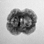 2 Mukhi Rudraksha 19.5mm 1.88gm - Inverse xray
