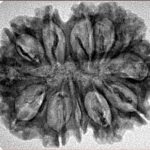 12 Mukhi Rudraksha 30.1mm 4.67gm - Inverse xray