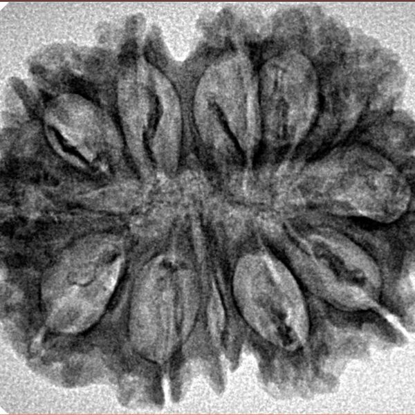 12 Mukhi Rudraksha 30.1mm 4.67gm - Inverse xray