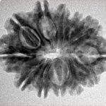 12 Mukhi Rudraksha 26mm 3.66gm - Inverse xray