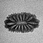 16 Mukhi Rudraksha 14.2mm 0.39gm - Inverse xray