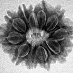 11 Mukhi Rudraksha 23.9mm 4.14gm - Inverse xray