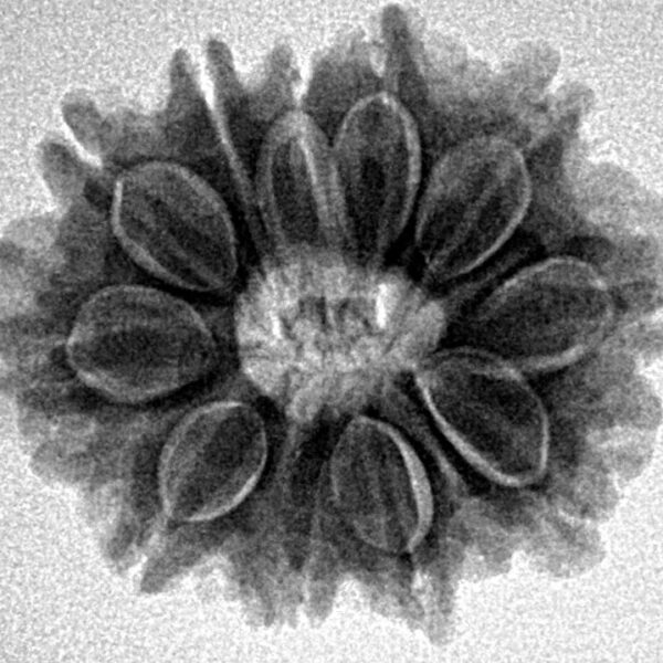 11 Mukhi Rudraksha 23.9mm 4.14gm - Inverse xray