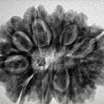 11 Mukhi Rudraksha 30.1mm 6.1gm - Inverse xray