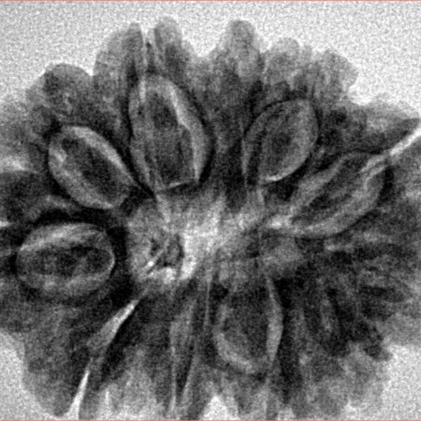 11 Mukhi Rudraksha 30.1mm 6.1gm - Inverse xray