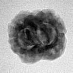 2 Mukhi Rudraksha 21.8mm 1.83gm - Inverse xray