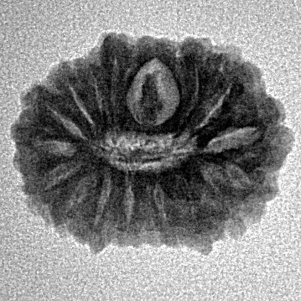 16 Mukhi Rudraksha 19.8mm 2gm - Inverse xray