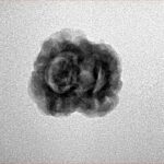 2 Mukhi Rudraksha 22.9mm 1.8gm - Inverse xray