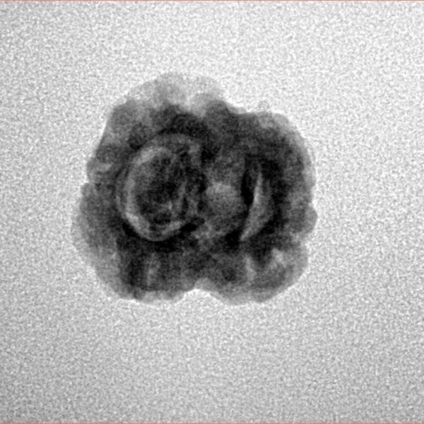 2 Mukhi Rudraksha 22.9mm 1.8gm - Inverse xray