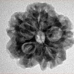 1MK(Underdeveloped) 22mm 3.45gm - Inverse xray