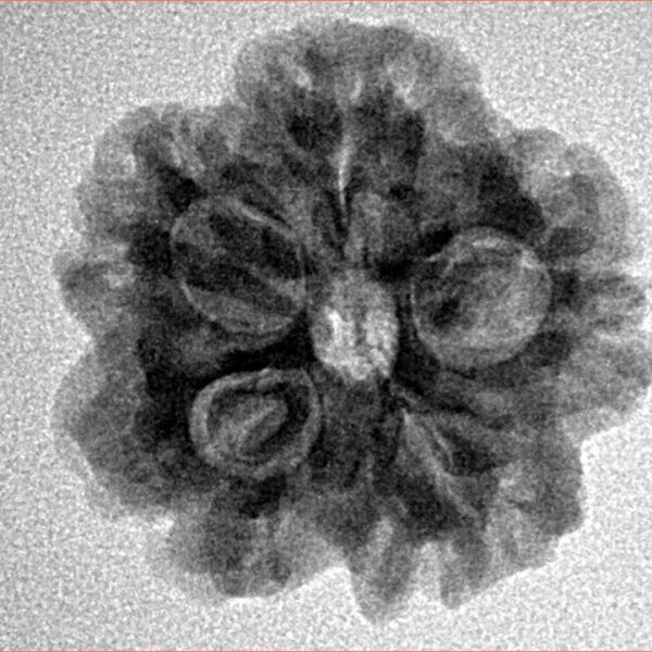 1MK(Underdeveloped) 22mm 3.45gm - Inverse xray