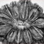 11 Mukhi Rudraksha 35mm 8.23gm - Inverse xray