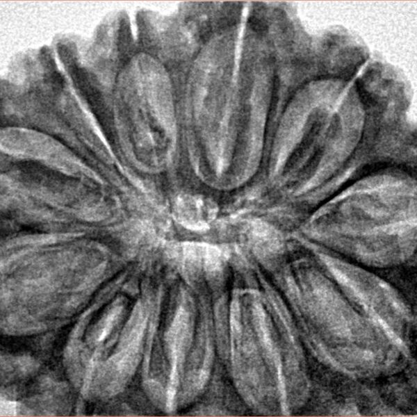 11 Mukhi Rudraksha 35mm 8.23gm - Inverse xray